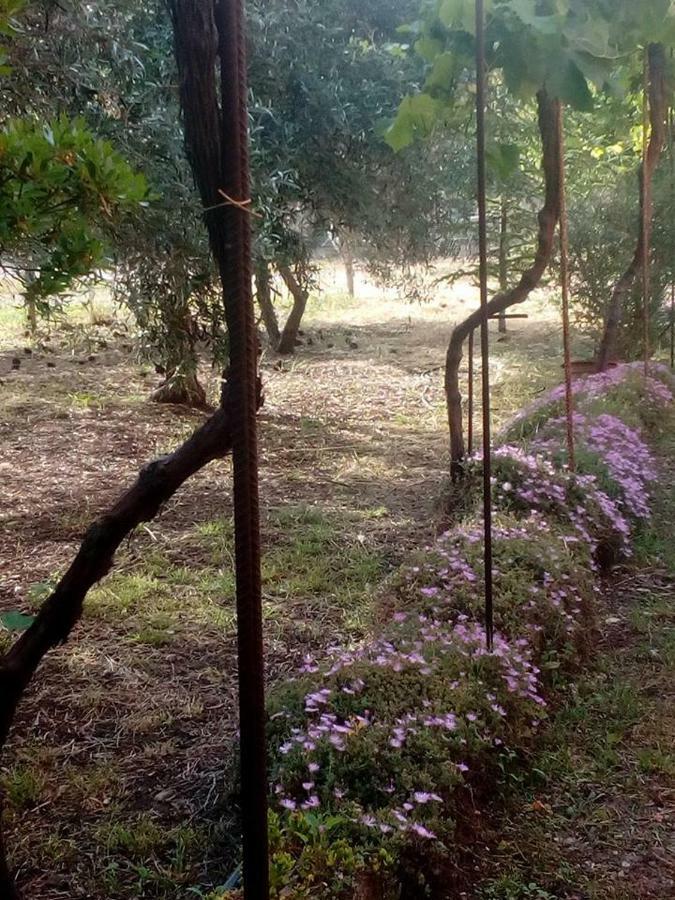 阿尔盖罗Residenza Agrituristica Santa Lucia Con Piscina公寓 外观 照片